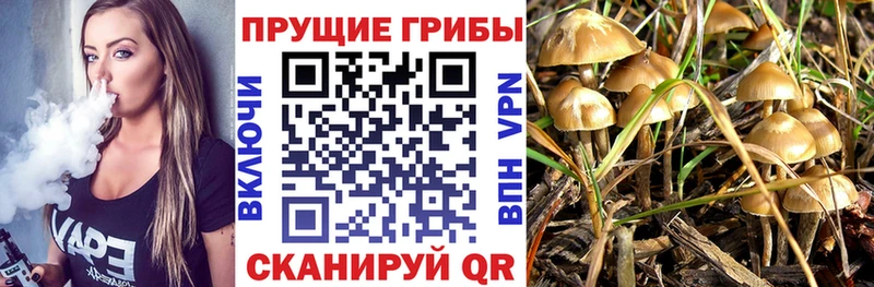 Галлюциногенные грибы прущие грибы  kraken ССЫЛКА  Цоци-Юрт 